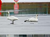 Swans On Ice_DSCF5784
